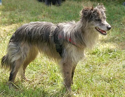 pyrenean sheepdog: a small to medium-sized breed of herding dog from the Pyrenees region of France