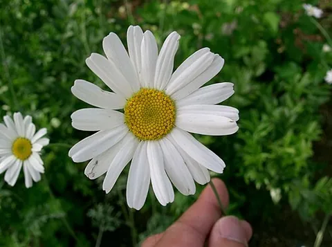 pyrethrum: any of several daisy-like perennial African plants of the genus Tanacetum, especially Tanacetum...
