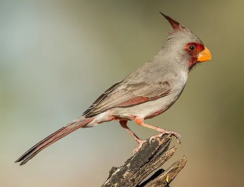 pyrrhuloxia: cardinalis sinuatus a North American bird with grey and red plumage