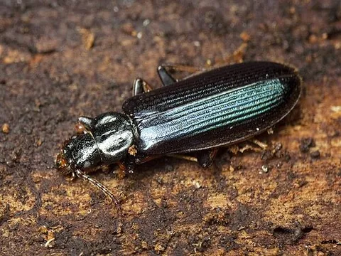 pythid: any beetle of the family Pythidae