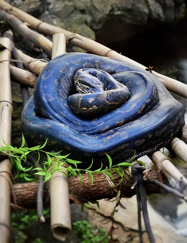 python: any of the family Pythonidae of nonvenomous constrictor snakes