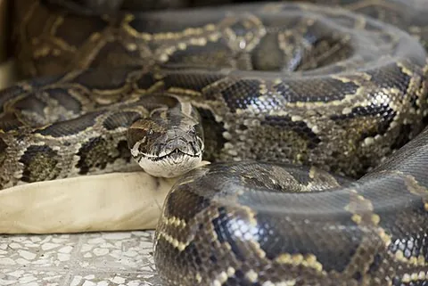 pythonic: of or pertaining to, or resembling, a python (“large constricting snake of the family Pythonidae”);...