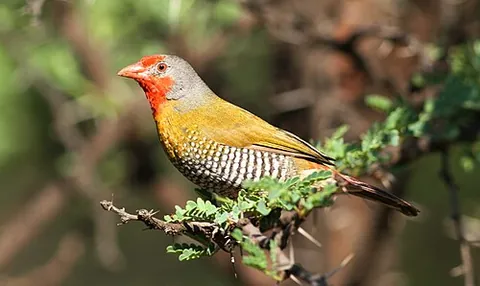 pytilia: any of the birds in the genus Pytilia, found in Africa