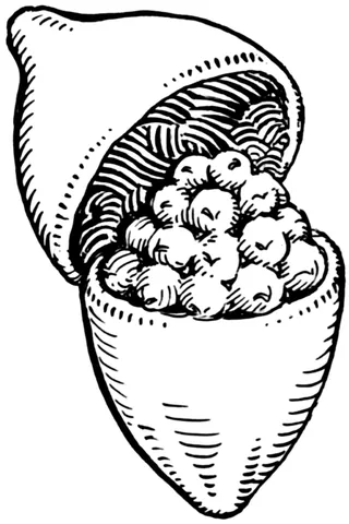 pyxidium: a seed capsule in the form of a box, the seeds being released when the top splits off