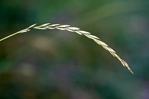 quackgrass: couch grass (a species of grass, Elymus repens)