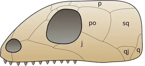 quadrate bone: a bone between the base of the lower jaw and the skull in most vertebrates other than mammals. In...