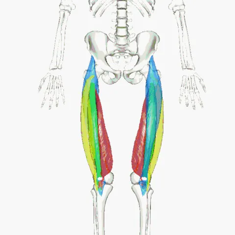 quadriceps: a muscle having four heads, especially the large extensor at the front of the thigh