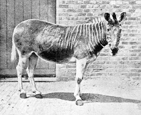 quagga: a southern-African subspecies of plains zebra, Equus quagga quagga, which went extinct in 1883. The...