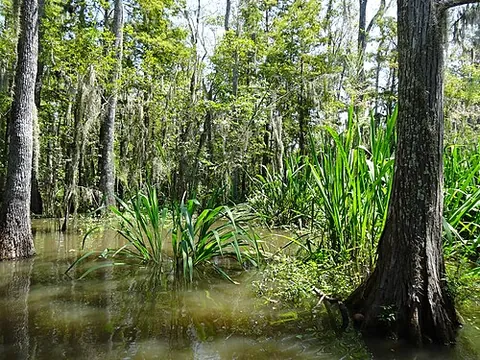 quagmire: a swampy, soggy area of ground