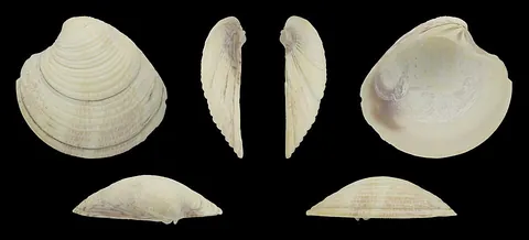 quahog: an edible clam with a hard shell found along the Atlantic Coast of North America, from species...