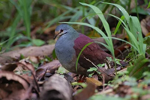 quail-dove: any of several species of bird in the genera Geotrygon and Starnoenas of the pigeon family found in...