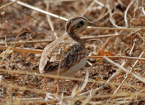 quail-plover: any of species Ortyxelos meiffrenii of small ground-dwelling birds of the buttonquail family, found...