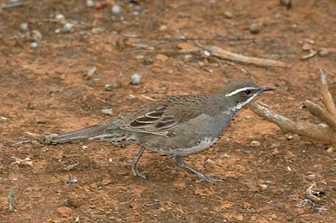 quail-thrush: any bird of the genus Cinclosoma, of Australia and New Guinea