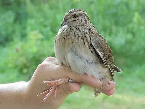 quail: to waste away; to fade, to wither