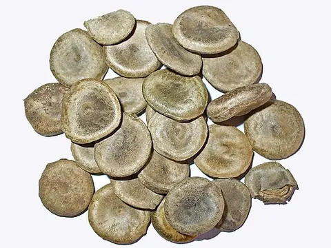 quaker buttons: the seeds of nux vomica