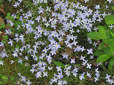 quaker ladies: houstonia caerulea, a perennial plant of North America, with pale blue flowers