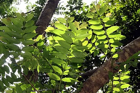 quaruba: any tree of the genus Vochysia, of the tropical Americas