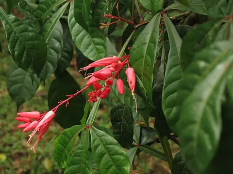 quassia: any of several tropic trees, of the genus Quassia, having scarlet flowers