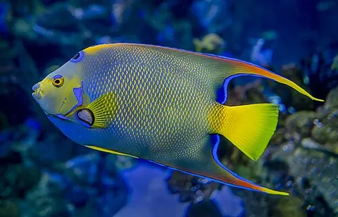 queen angelfish: a benthic warm-water marine angelfish of species Holacanthus ciliaris, found around coral reefs of...