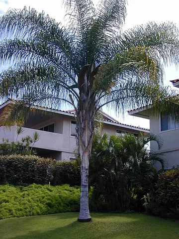 queen palm: syagrus romanzoffiana, a medium-sized palm native to South America, widely planted in the tropics...