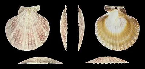 queen scallop: an edible scallop, species Aequipecten opercularis
