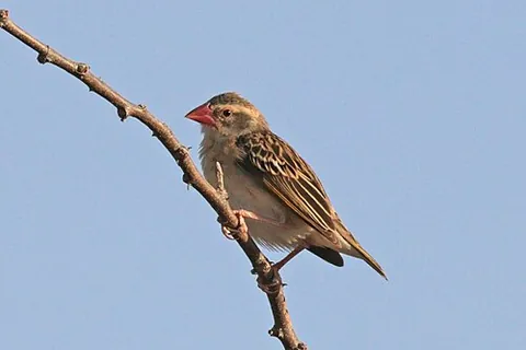 quelea: the African weaverbird (genus Quelea)