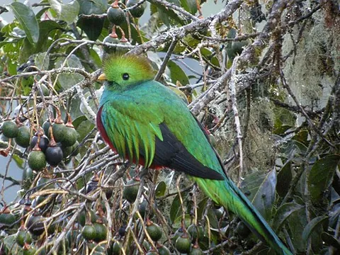 quetzal: any trogon of the genus Pharomacrus, especially a resplendent quetzal (Pharomacrus mocinno), which...