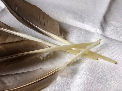 quill: the lower shaft of a feather, specifically the region lacking barbs