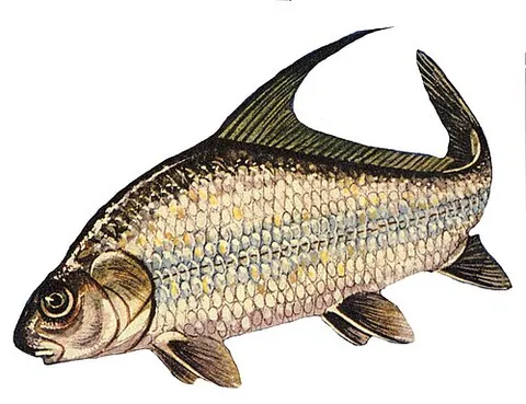 quillback: carpiodes cyprinus, a freshwater fish of the sucker family with a long filament that extends back...