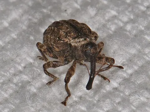 quince curculio: conotrachelus crataegi, a North American true weevil