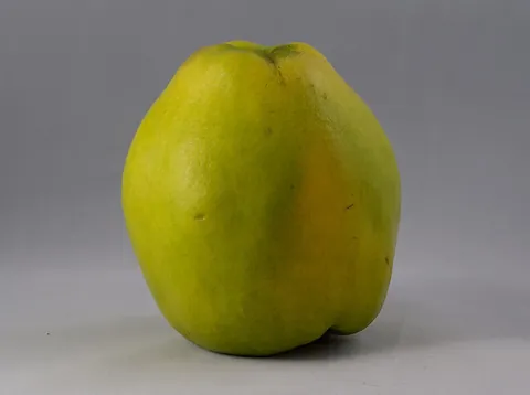 quince: the pear-shaped fruit of a small tree of the rose family, Cydonia oblonga