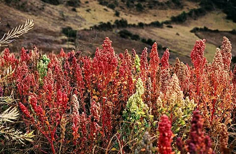 quinoa: a goosefoot (Chenopodium quinoa) native to the Andes and cultivated for its edible seeds