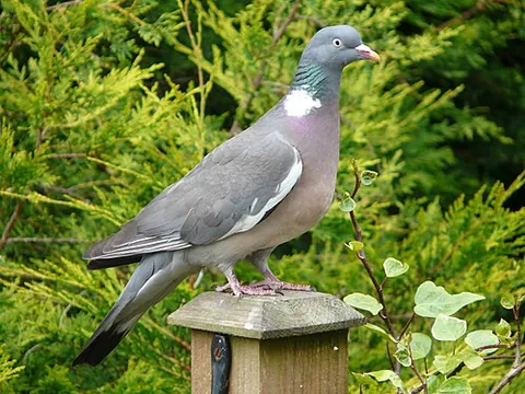 quist: the wood pigeon, Columba palumbus