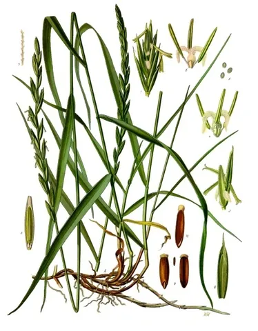 quitchgrass: a species of grass, Elymus repens