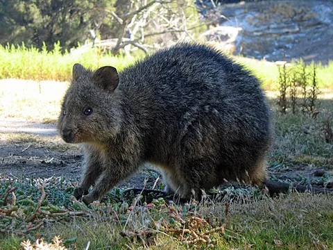 quokka: a cat-sized wallaby, Setonix brachyurus, of southwestern Australia