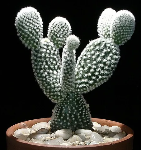 rabbit ear: the bunny cactus (Opuntia microdasys), which has erect, flat branches covered prominently with...