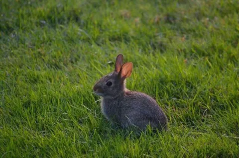 rabbit: a mammal of most genera of the family Leporidae, with long ears, long hind legs and a short, fluffy...