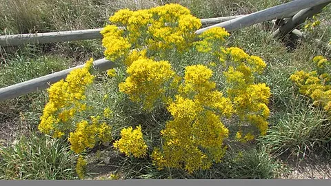 rabbitbrush: any of various plants in the family Asteraceae, including most species of Chrysothamnus and some of...