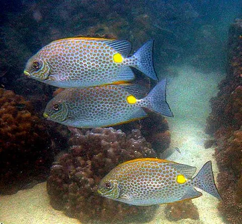 rabbitfish: any fish in the family Siganidae, native to shallow Indo-Pacific coastal waters and introduced to...