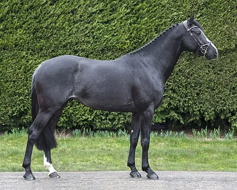 rabicano: a horse that is colored mostly red, bay, or black, with flecks of white or grey especially on the...