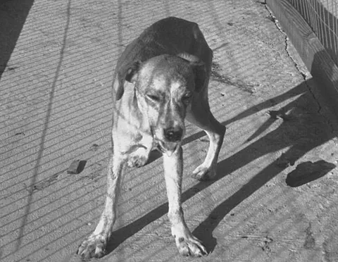 rabid: affected with rabies