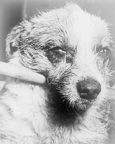 rabies: an infectious disease caused by species of Lyssavirus that causes acute encephalitis in...