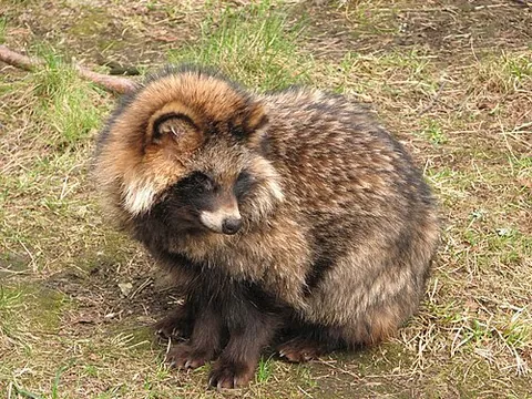 raccoon dog: a canid of the genus Nyctereutes, native to East Asia and widely introduced elsewhere in other cool...