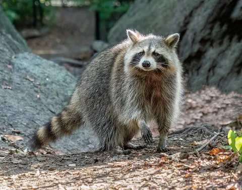 raccoon: an omnivorous, nocturnal mammal native to the Americas, of the genus Procyon, typically with a...