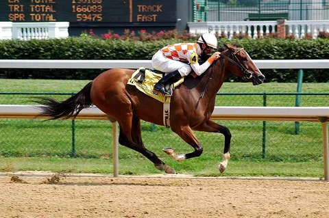 racehorse: a horse that competes in races