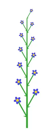 raceme: an indeterminate inflorescence in which the flowers are arranged along a single central axis
