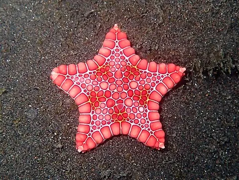 radial symmetry: a form of symmetry in which identical parts are arranged in a circular fashion around a central axis