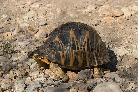 radiated tortoise: astrochelys radiata, a species of tortoise that is native to Madagascar