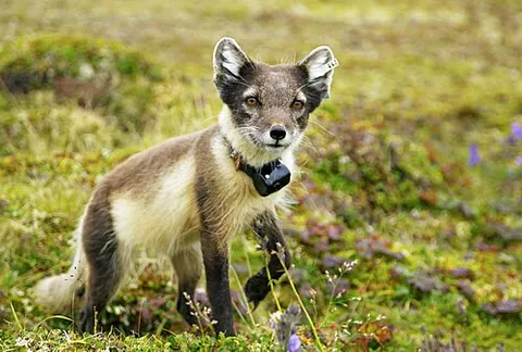 radio collar: a radio transmitter, fastened to a wild animal, (usually around the neck) so that the animal's...