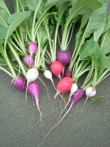 radish: a plant of the Brassicaceae family, Raphanus sativus or Raphanus raphanistrum subsp. sativus,...